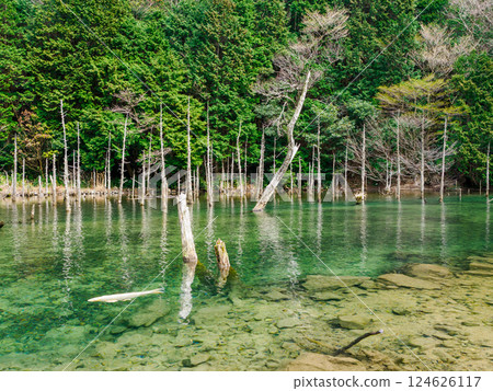 Mysterious Submerged Forest 124626117