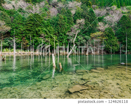 Mysterious Submerged Forest 124626118