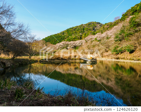 Pond and cherry blossoms 124626120