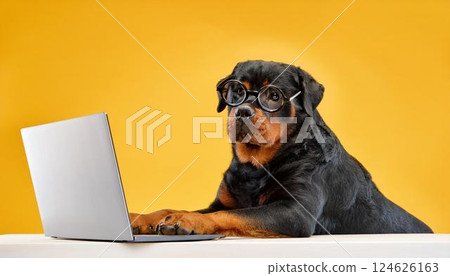 A Rottweiler dog wearing glasses and using a laptop 124626163