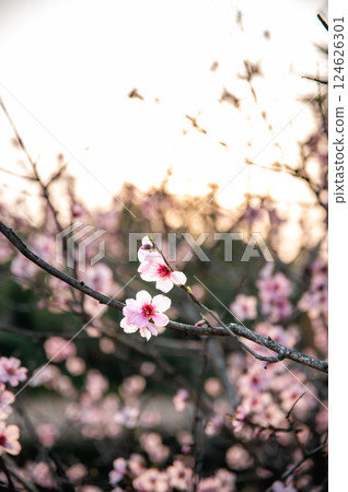 Spring coming Spring coming 124626301