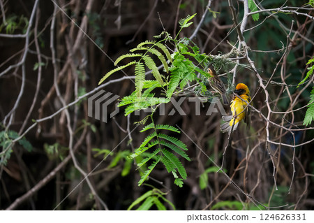 The yellow bird on Build nest from dry stick hay in nature 124626331