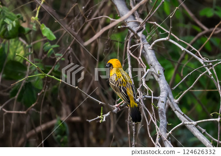 The yellow bird on Build nest from dry stick hay in nature 124626332