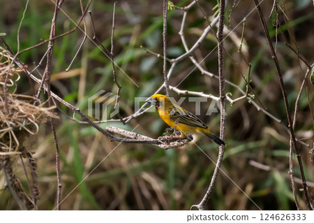 The yellow bird on Build nest from dry stick hay in nature 124626333