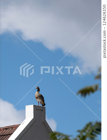 Egyptian Nile goose stands on the roof of a building like a living weather vane 124626350