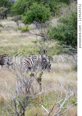 African zebras walks among green trees and bushes in savannah. Safari 124626352