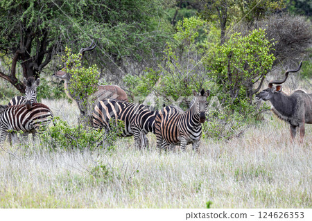 Zebras and Greater Kudu in african savanna Zebras and Greater Kudu in african savanna 124626353