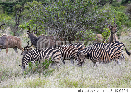 Group of zebras and Greater Kudu in african savanna 124626354