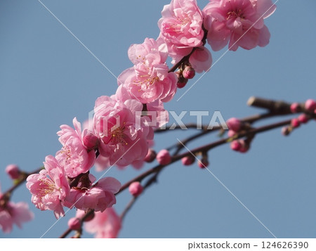 Pink peach blossoms in the blue sky 124626390