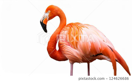 火烈鳥 124626686