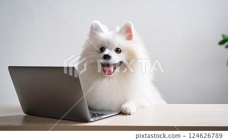Pomeranian looking at a laptop on a desk 124626789