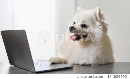 博美犬正在看桌上的筆記型電腦 124626793