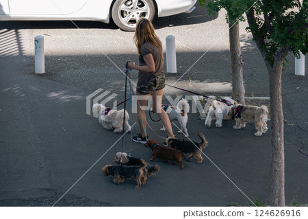 A woman is walking six small dogs on leashes and harnesses. 124626916