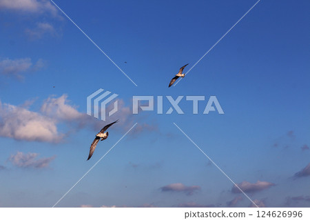 A seagull flies in the blue sky with white clouds 124626996