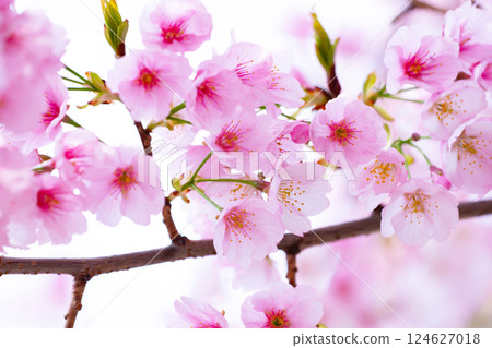 Newly bloomed cherry blossoms 124627018