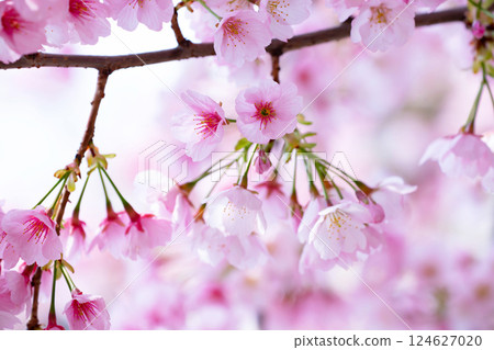 Newly bloomed cherry blossoms Newly bloomed cherry blossoms 124627020