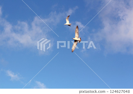 A seagull flies in the blue sky with white clouds 124627048