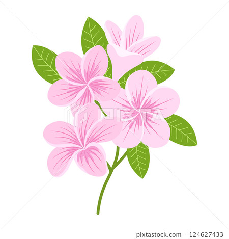 plumeria flowers isolated 124627433