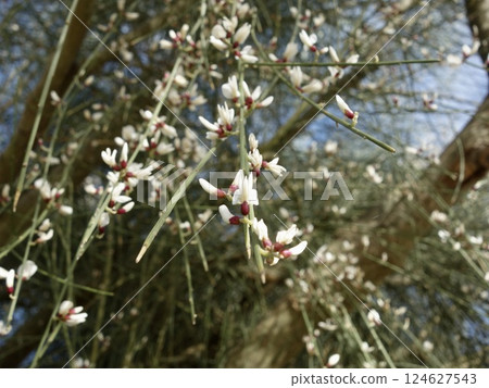 白掃帚花 124627543