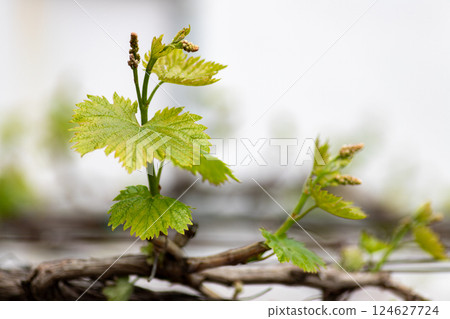Young grapevine leaves with soft bokeh background. Spring awakening. 124627724