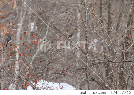 In the springtime of Yabukawa, Iwate Prefecture, a pair of brown-eared bulbul birds peck at rowan berries in a grove. 124627740