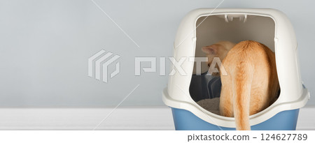 Domestic cat entering litter box. Domestic cat entering litter box. 124627789