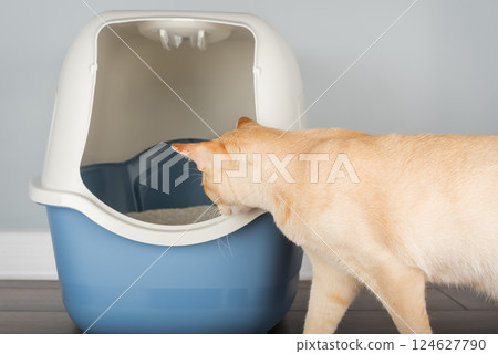 Burmese cat near litter box, pet care concept Burmese cat near litter box, pet care concept 124627790