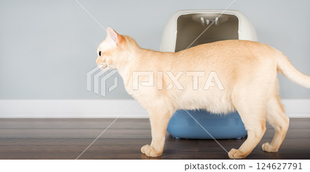 Burmese cat near litter box, pet care concept 124627791