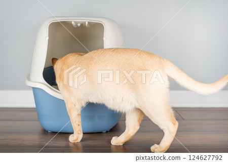 Burmese cat near litter box, pet care concept Burmese cat near litter box, pet care concept 124627792