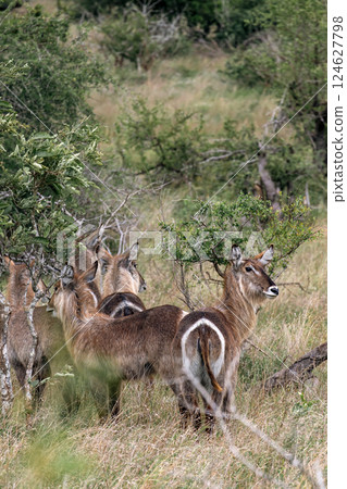 group of waterbuck females in bushland african savanna group of waterbuck females in bushland african savanna 124627798