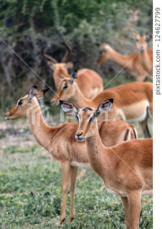 group of impala females in wild nature group of impala females in wild nature 124627799