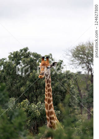 giraffe head and neck, among bushes and trees, african forest, gloomy sky giraffe head and neck, among bushes and trees, african forest, gloomy sky 124627800