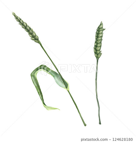 Green wheat, with stems and leaves. Cereal plant with grains. Watercolor handcrafted botany illustration. Isolated on white background. Vintage style. Set of elements for patterns, bouquets. Clipart. Green wheat, with stems and leaves. Cereal plant with grains. Watercolor handcrafted botany illustration. Isolated on white background. Vintage style. Set of elements for patterns, bouquets. Clipart. 124628180