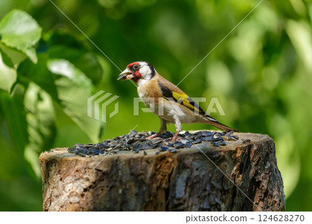 Bird feeding on bird feeder with sunflower seeds. Goldfinch, Carduelis carduelis 124628270