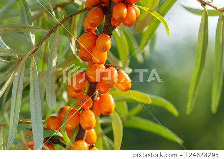 fresh ripe sea buckthorn berries on tree in a garden 124628293