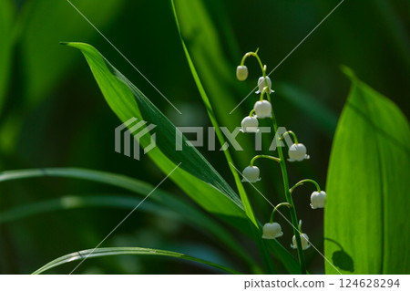 Blooming lily of the valley flowers in a forest. Spring flowers Blooming lily of the valley flowers in a forest. Spring flowers 124628294