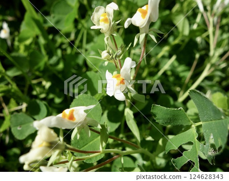 野生的無塊花 124628343