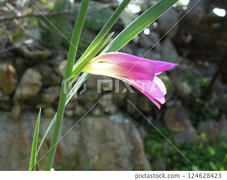 wild gladiolus 124628423