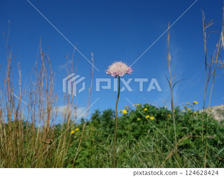 Wild Scabiosa 124628424