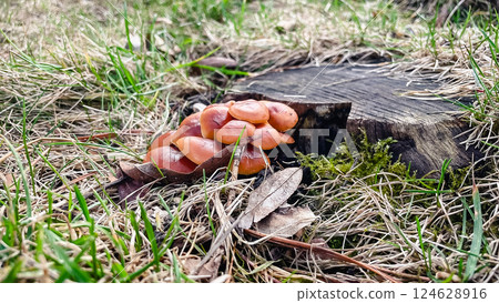brown smooth spring mushrooms in the grass in the garden in the countryside brown smooth spring mushrooms in the grass in the garden in the countryside 124628916