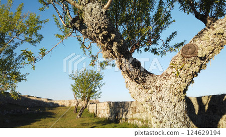 View of Almond trees on Numao Castle 124629194