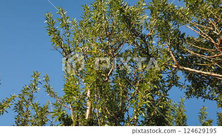 View of Almond trees on Numao Castle View of Almond trees on Numao Castle 124629195