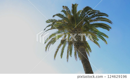Green palm tree leafs on blue sky 124629196