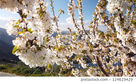 Almond tree blooming 124629429