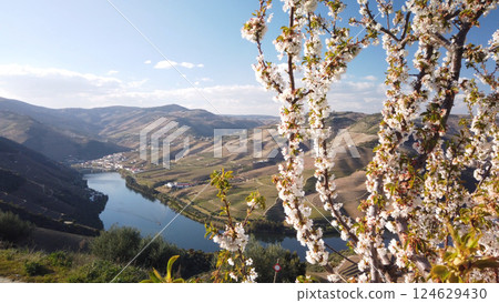 Almond tree blooming 124629430