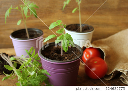Young tomato seedlings on wooden background. Gardening concept. 124629775