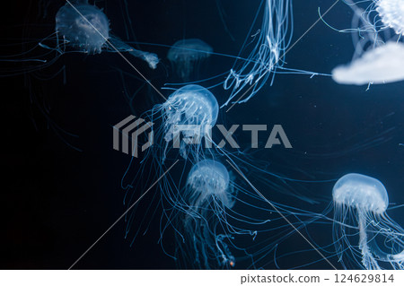 underwater photos of atlantic sea nettle jellyfish chrysaora quinquecirrha 124629814