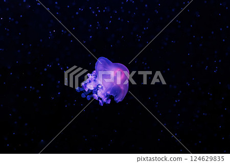 underwater photography jellyfish Cotylorhiza tuberculata, Mediterranean jellyfish underwater photography jellyfish Cotylorhiza tuberculata, Mediterranean jellyfish 124629835