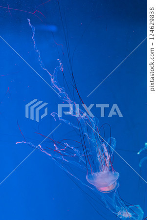 underwater photography jellyfish Purple striped jelly. Chrysaora colorata 124629838