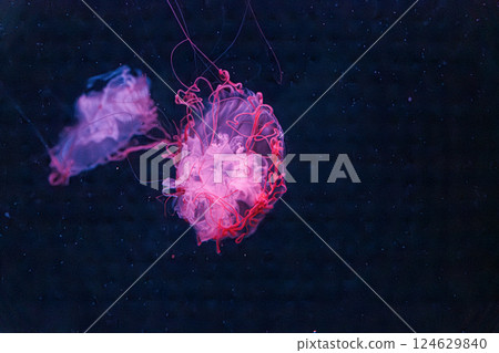underwater photography jellyfish chrysaora melanaster, Northern Sea Nettle or brown jellyfish 124629840